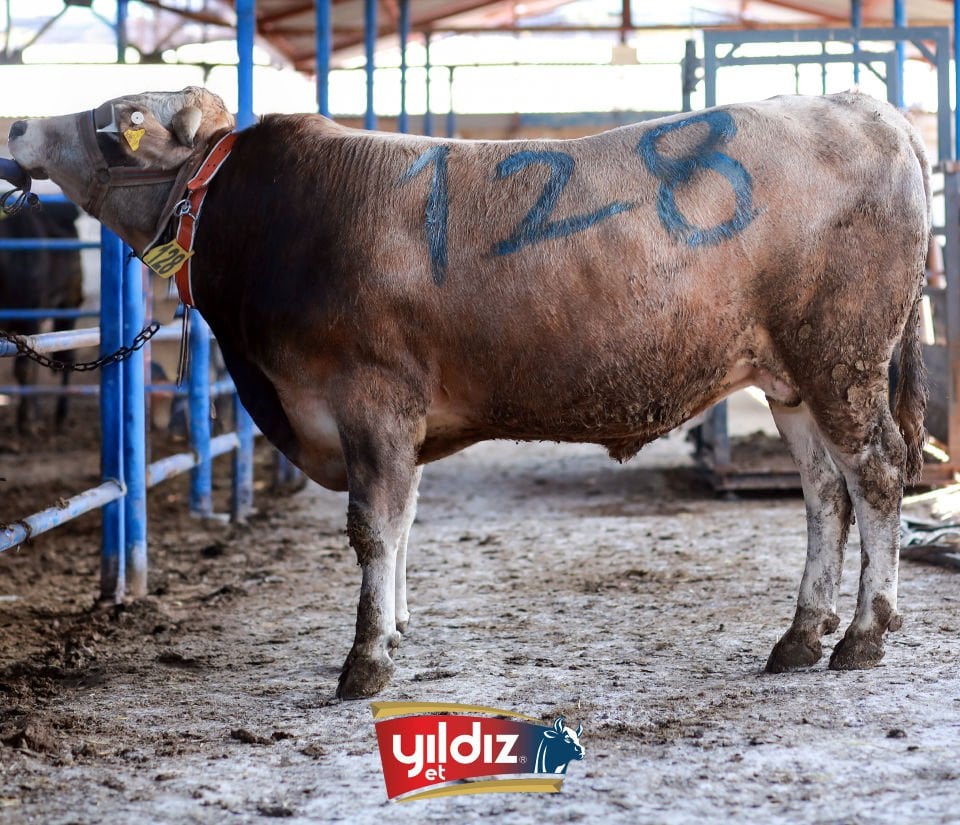 128 Tosun Hissesi