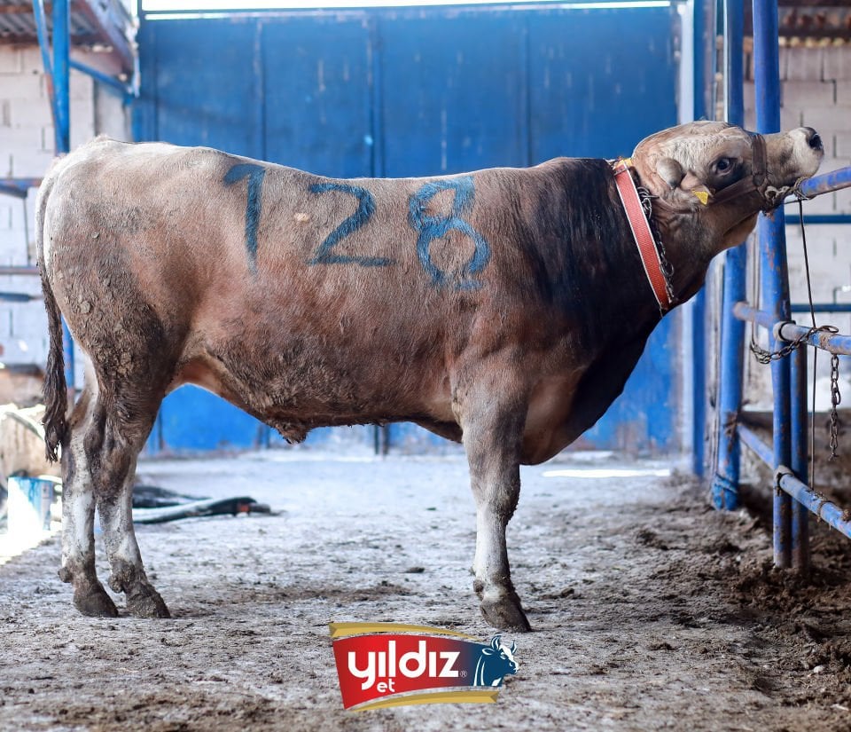 128 Tosun Hissesi